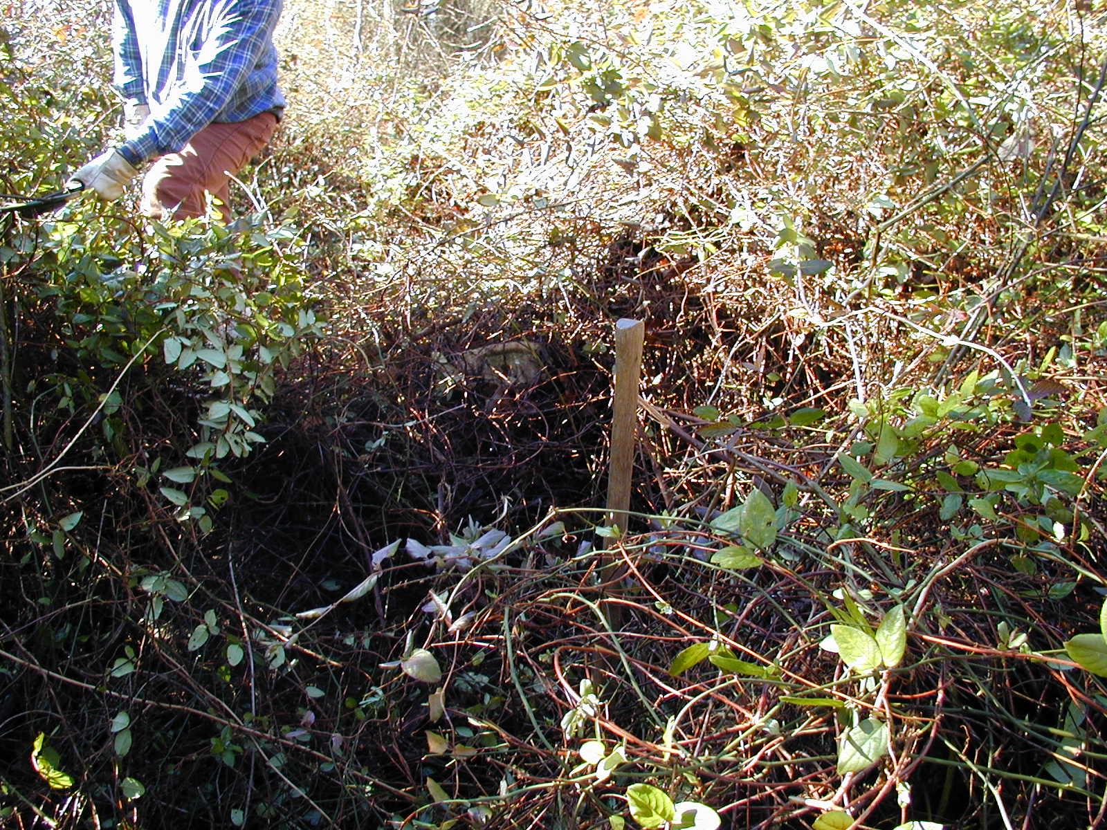 David Revell Cemetery before vegetation was cleared enough to expose the stones