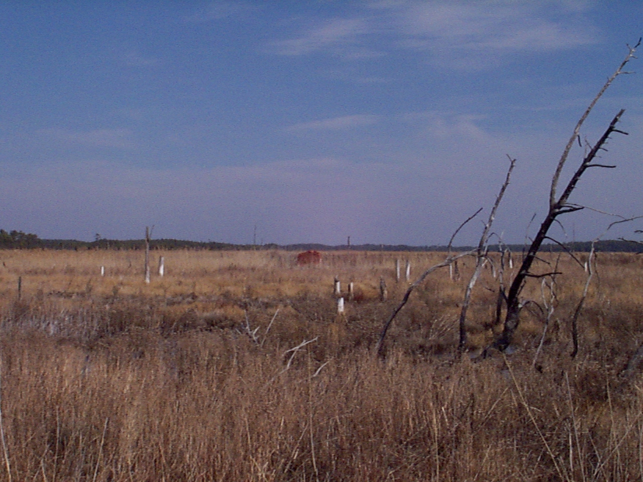 Marshland at the Davy Cemetery site