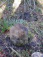 Headstone or supporting photograph for John T. Landon — additional view
