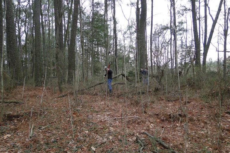 Wooded cemetery area at Cottage Hall Farm