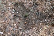 Additional field photograph