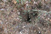 Additional field photograph
